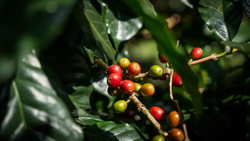 Coffee Plantation - Yercaud, India