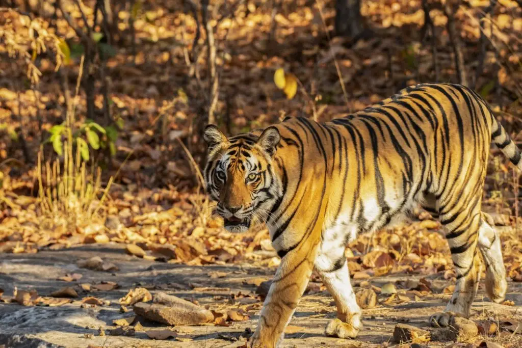 Royal Bengal Tiger Hunting in Grassland at Sanjay Dhubri Tiger Reserve